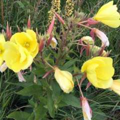 Eurorando trail, Skane