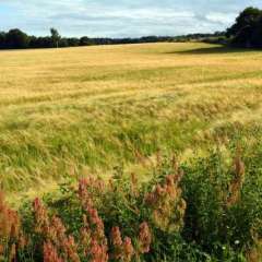 Cocoon Meetings and farm hotel, Skane