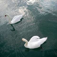 Even the swans love hangin' out with the Rapier 550!