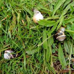 Arthur's Seat snails