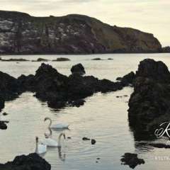 Coastal - Yes, swans!