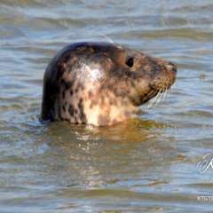 Cruden Bay - Seals - Newburgh-002