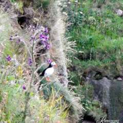 Puffins!