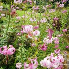 Royal Botannical Gardens