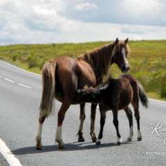 Wales - Brecon Beacons Natl Park-005