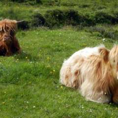 Highland Cattle
