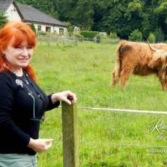 Highland Cattle