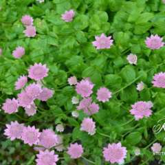 Blair Castle flowers