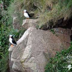 Puffins