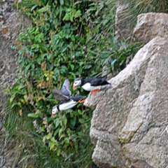 Puffins