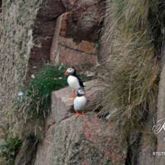 Puffins