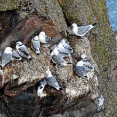 Sea Bird Nesting
