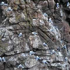 Sea Bird Nesting