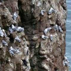 Sea Bird Nesting