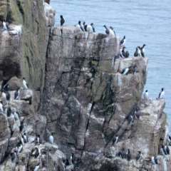 Sea Bird Nesting