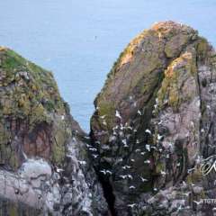 Sea Bird Nesting