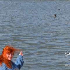 Seals - Newburgh