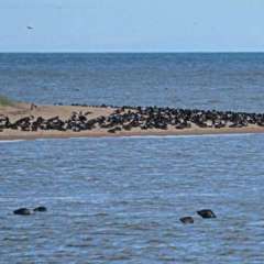 Seals - Newburgh
