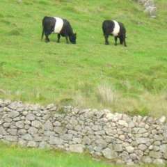 Panda cows, actually Belted Galloways, but I like to call them pannda cows