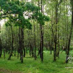 Forest in the Highlands