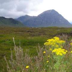 Highlands beauty