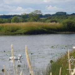 Swans in Threave moat on the River Dee