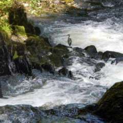 Betws y Coed - Swallow Falls
