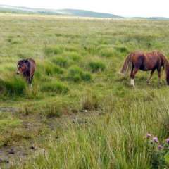 Brecon Beacons National Park
