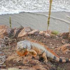 Iguanas roamed the cliff by the hot tubs - 4 feet long