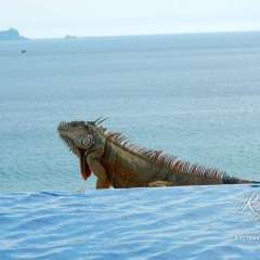 Pool side iguana buddy