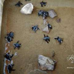 Turtle love