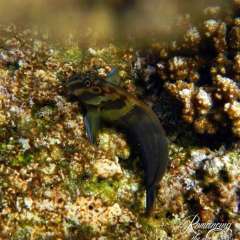 Snorkeling