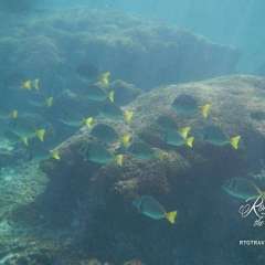 Snorkeling