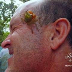 Mangrove - river critters
