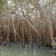 Mangrove - river jaunt