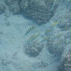 Snorkeling