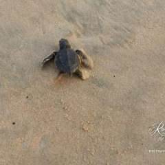 Turtle love - Good luck Bolt!