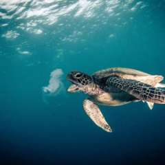 1 Turtle enjoying lunch at the Great Barrier Reef