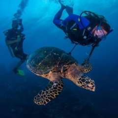 1.3 Girl considers leaving Boy for Turtle