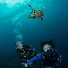 1.1 Turtle spots Girl, locks eyes and KISSES her!