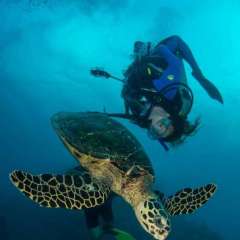 1.2 Girl flips with love for Turtle