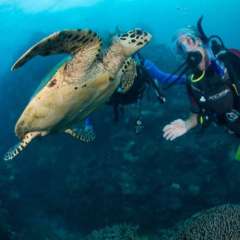 1.6 Turtle and Boy square off!