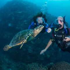1.9 Girl shows Turtle her wedding ring
