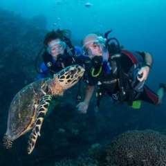 2 Turtle sulks