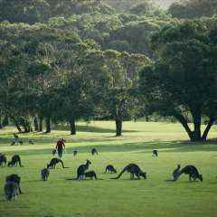 Kangaroo herd