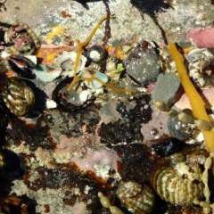 Tasman Peninsula, Tasmania, Australia