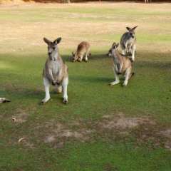 Tasman Peninsula, Tasmania, Australia