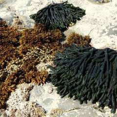 Tasman Peninsula, Tasmania, Australia