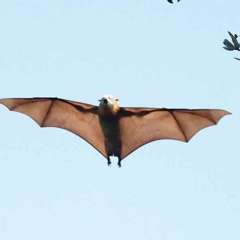 Bats