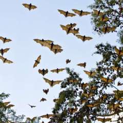 Bats